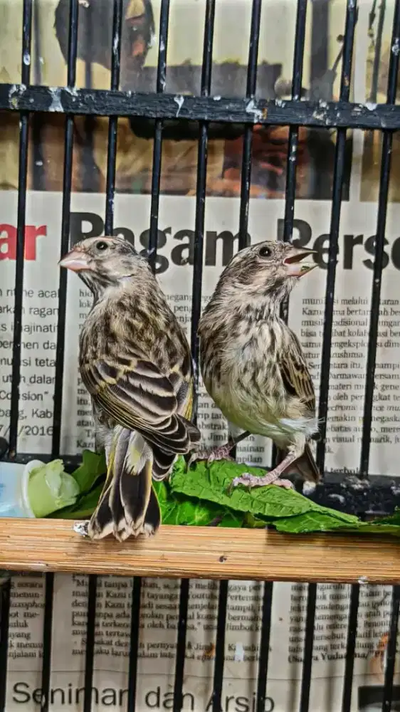 Anakan burung blackthroat jantan sudah ngeriwik