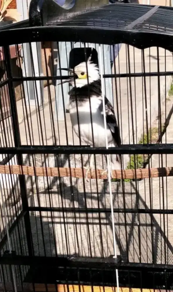 Burung jalak hongkong gacor volume keras