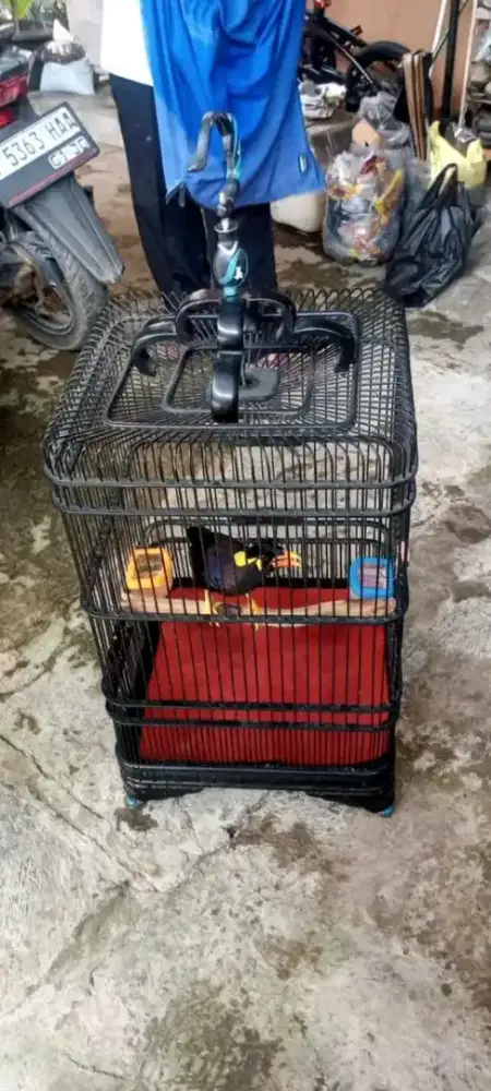 Dijual burung jinak bisa di usap