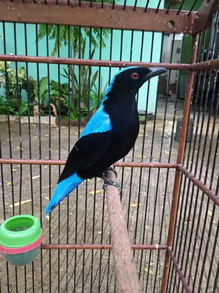 Cucak biru gacor
