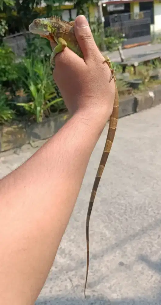Iguana Red elsa 40cm lebih