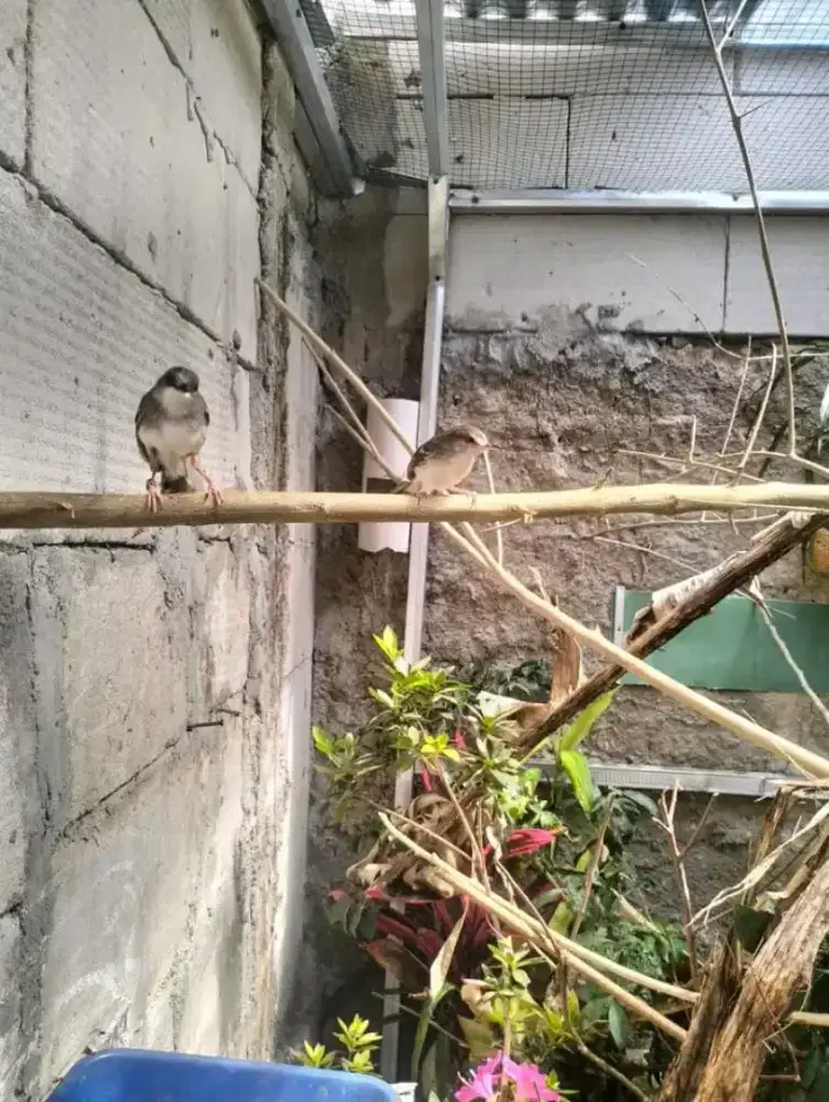 Sepasang ciblek cristal ngalung