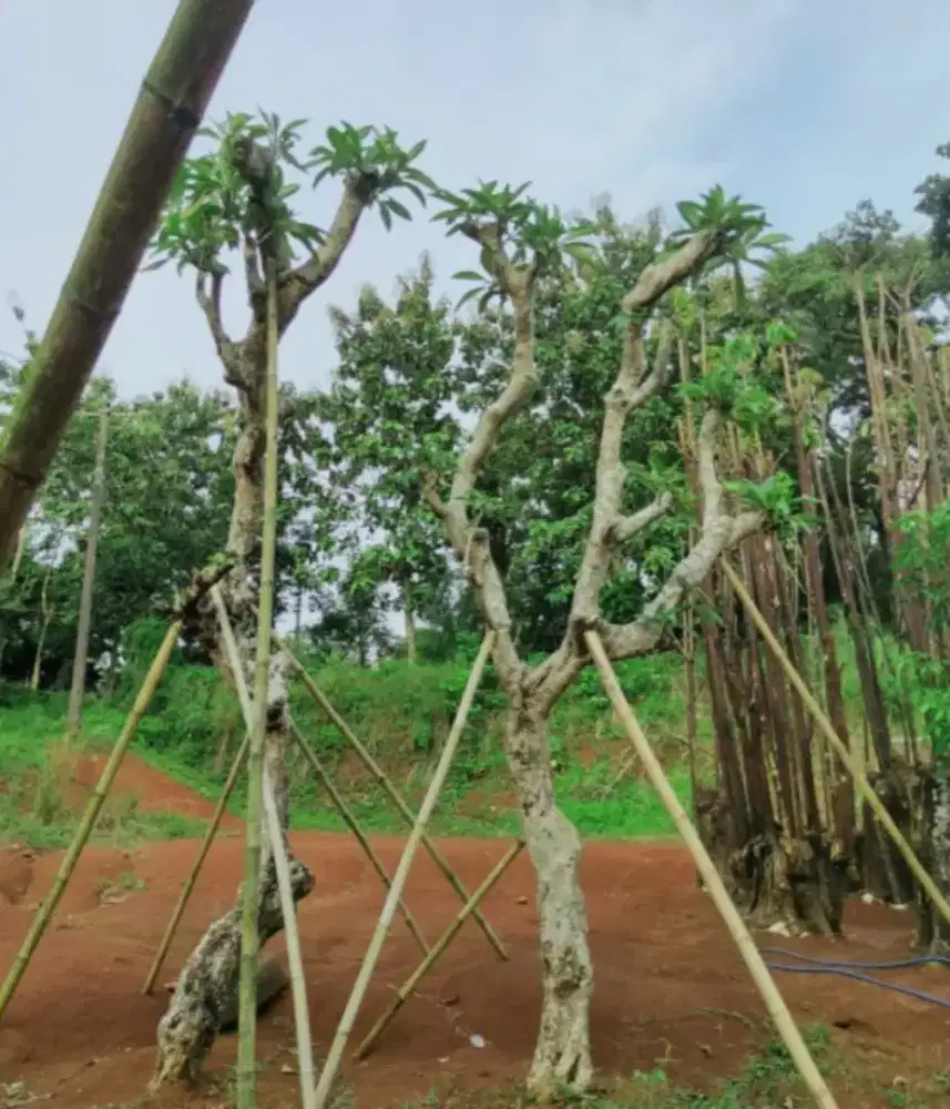 Tanaman / pohon kamboja fosil bali