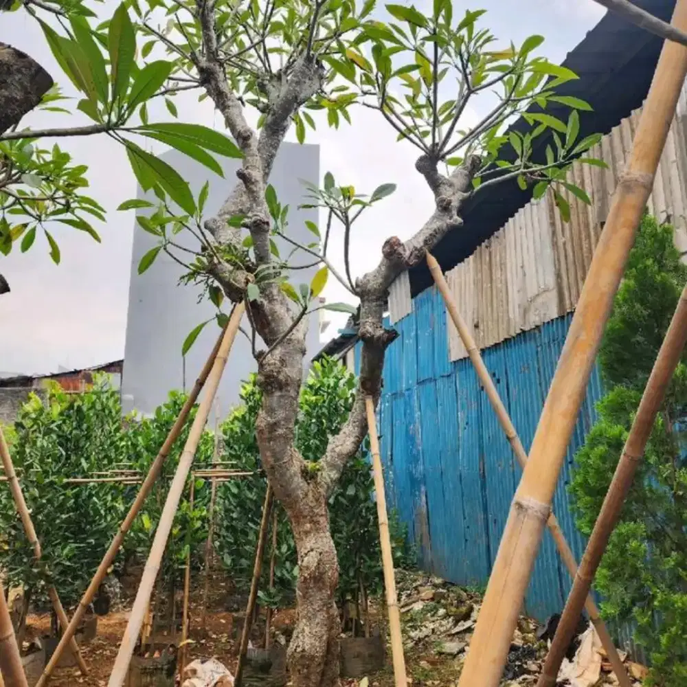 Tanaman kamboja fosil bali