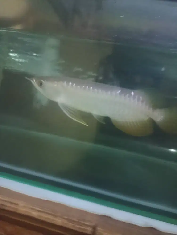 Arwana golden red