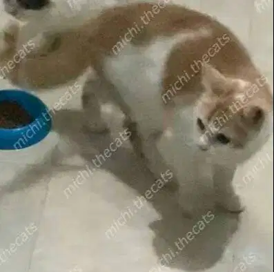 BSH Munchkin Bico  NS Jantan