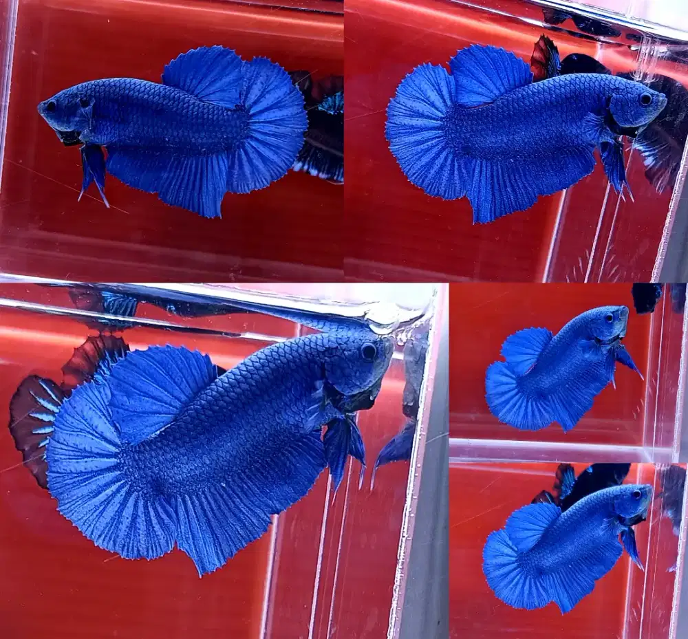 ikan cupang giant royale blue bo 5,3 cm