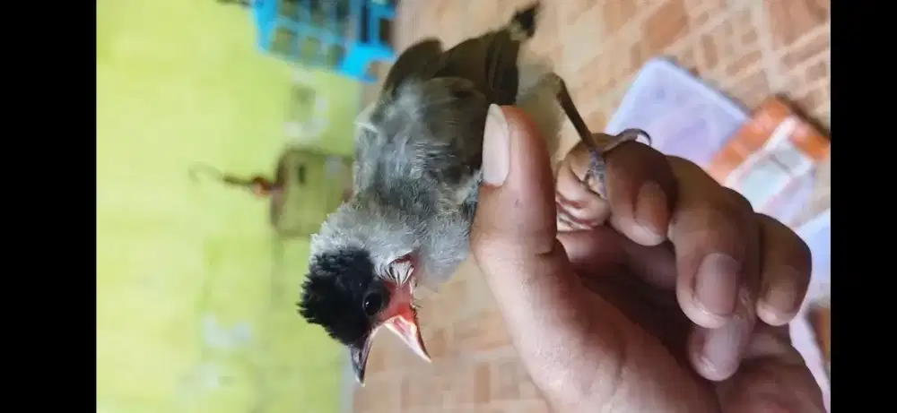 Lolohan Burung Kutilang