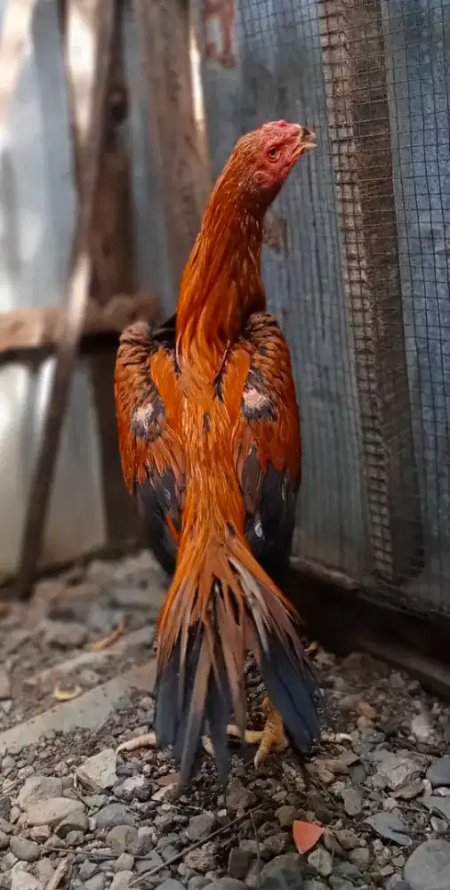 Ayam Bangkok ekor lidi