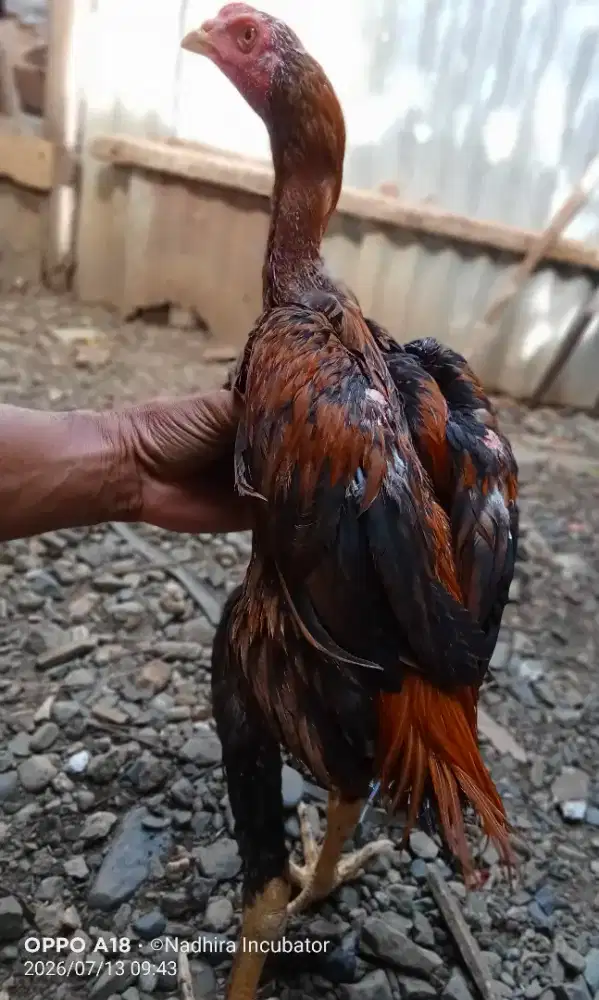 Ayam Bangkok ekor lidi