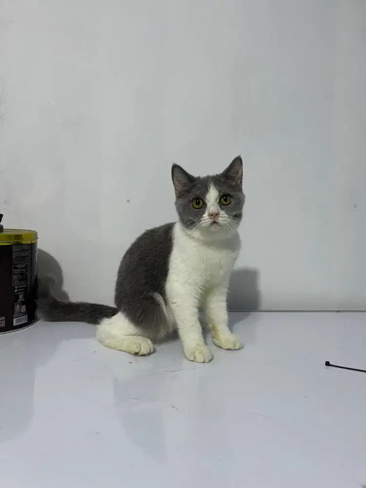 Kucing Bsh Betina