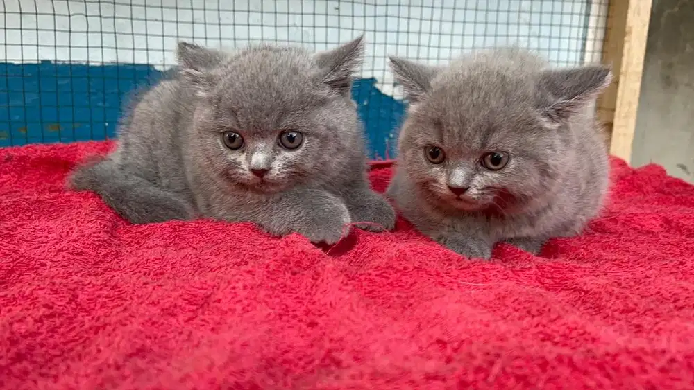 Kucing Bsh Betina