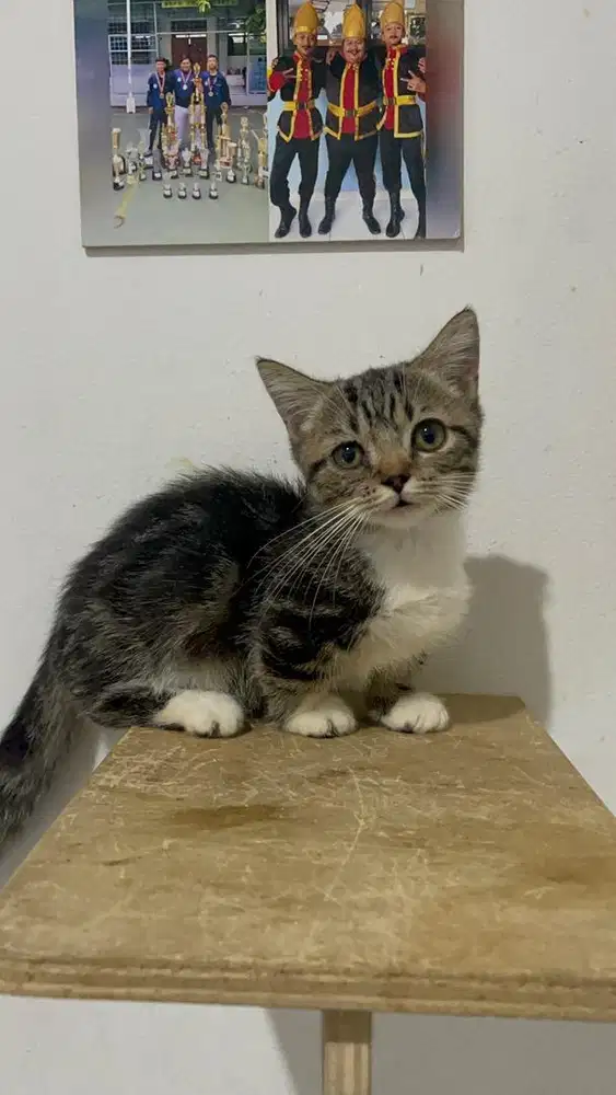 Kucing Munchkin Jantan