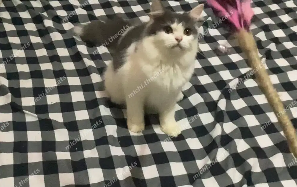 BSH munchkin bico NS Jantan