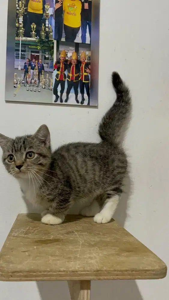 Kucing munchkin bsh betina