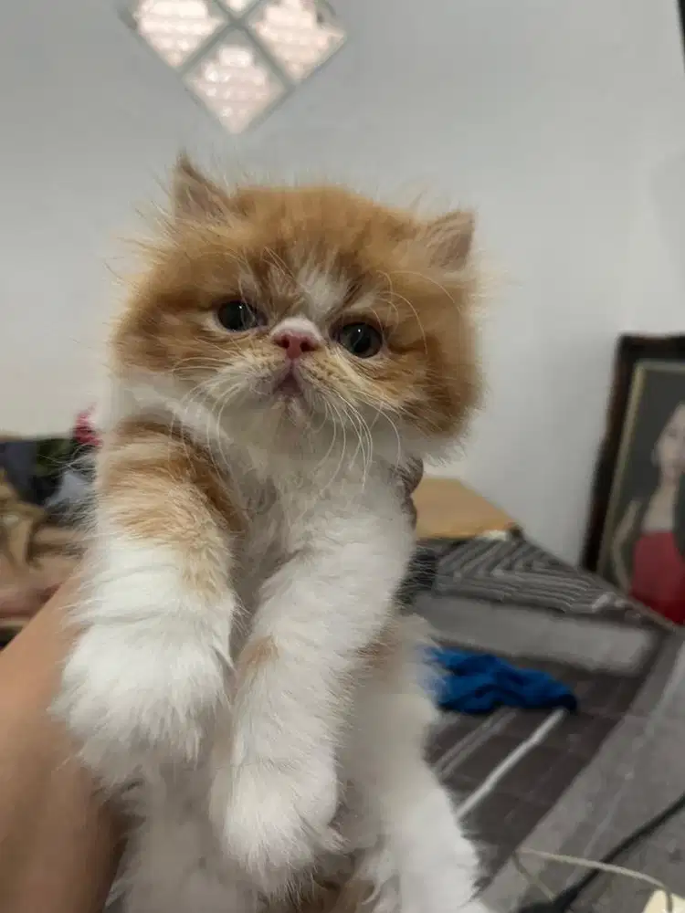 Kucing Persia 3 Bulan Betina