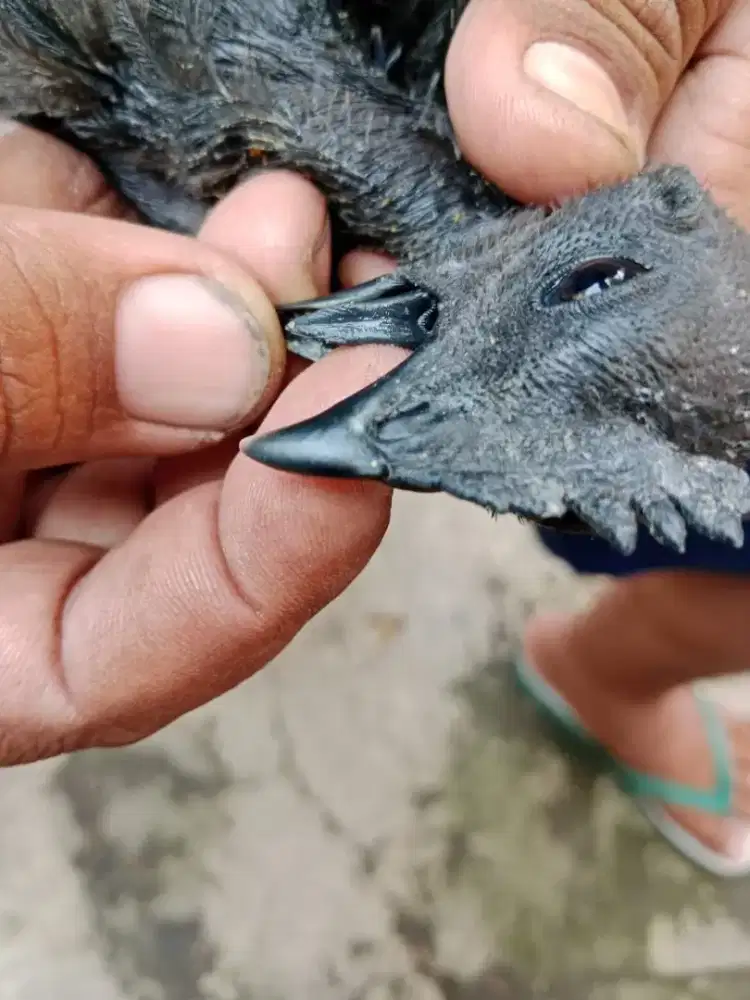 Ayam cemani lidah hitam