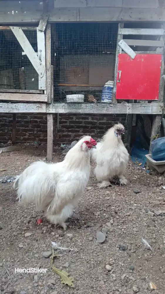 Ayam silki jantan