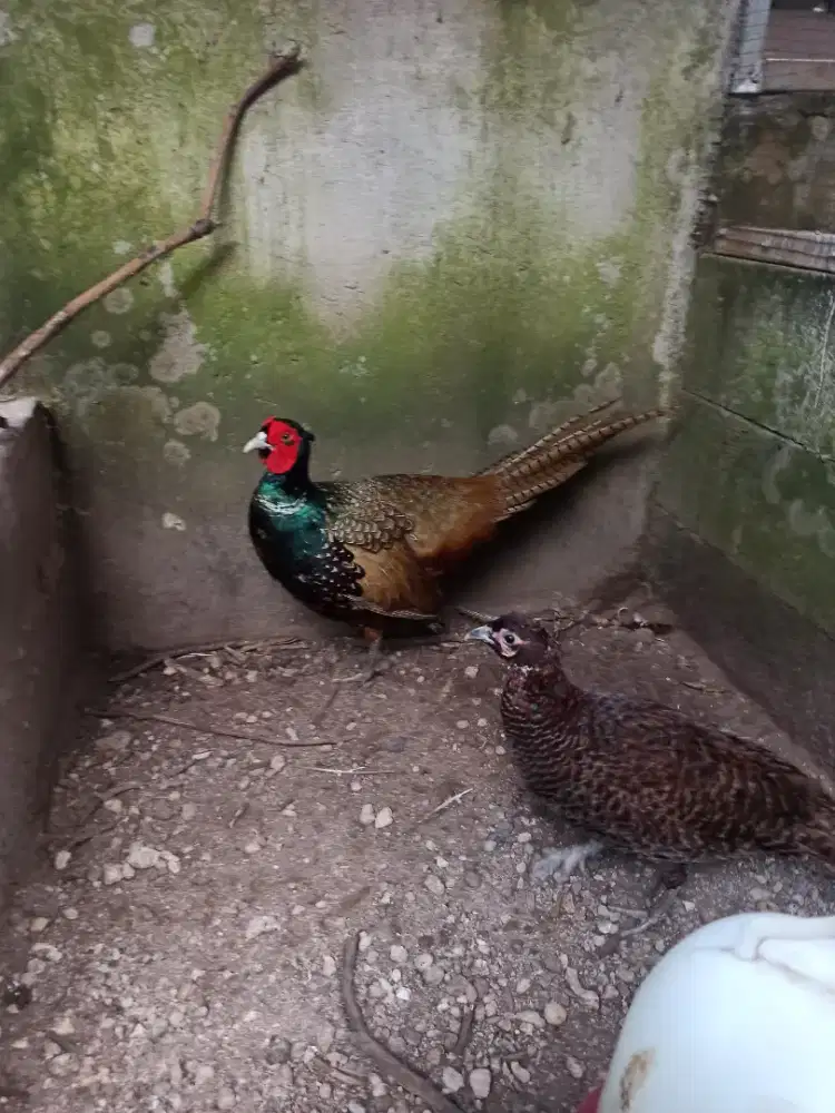 Ayam ringneck pheasant hijau jantan indukan