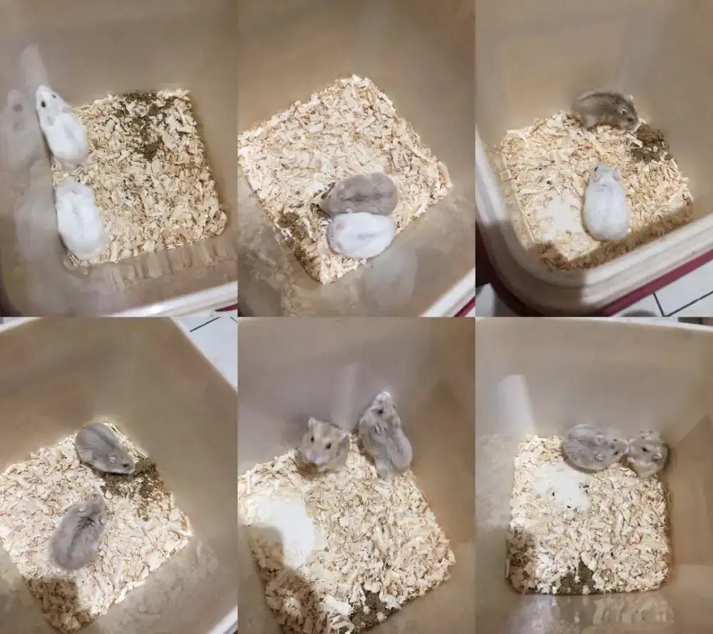 Sisa 6 Pasang Winter