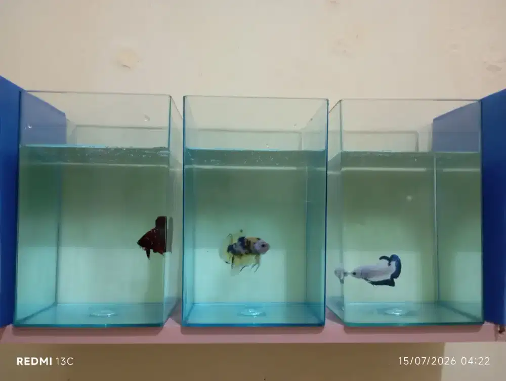 Aquarium Soliter 3 set + 3 Cupang Plakat