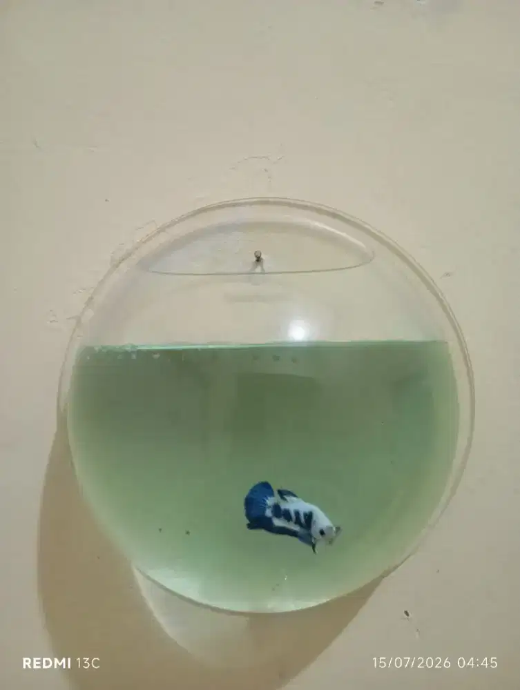 Aquarium Gantung + Cupang Blue Panda