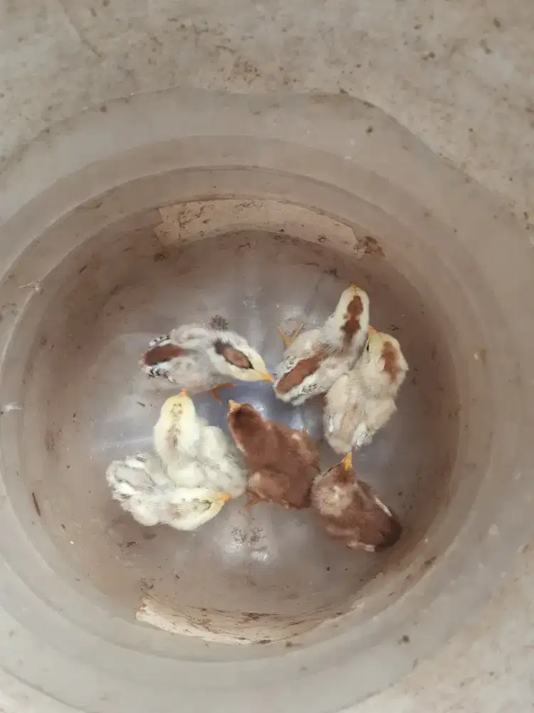 DOC ayam kampung 7 ekor