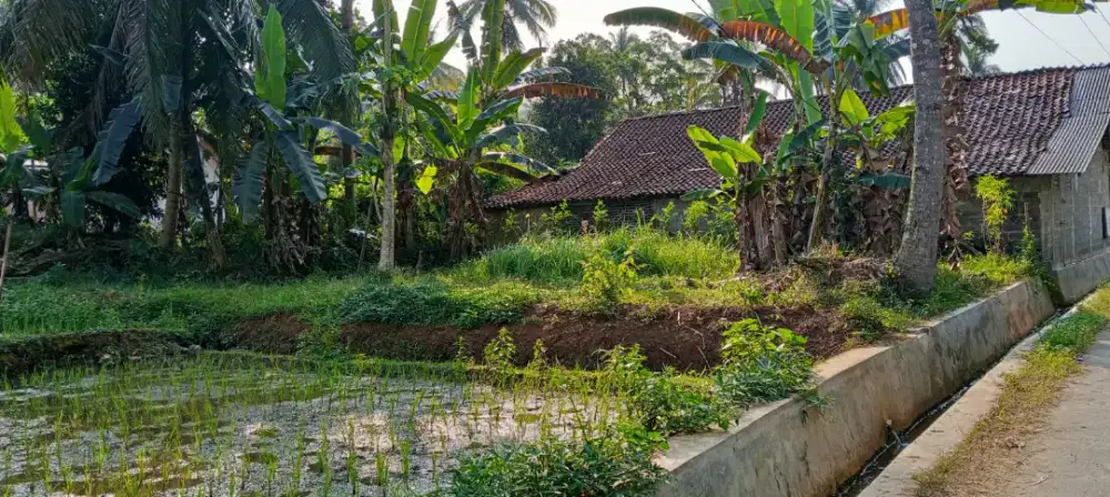 dijual Tanah sawah cepat 1jt/M BISA NEGO