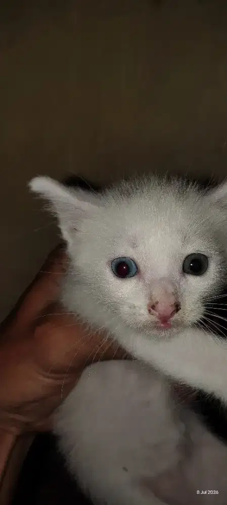 Kucing blasteran anggora dan kampung