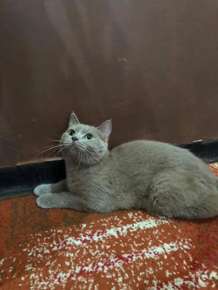 kucing BSH carier cinamon