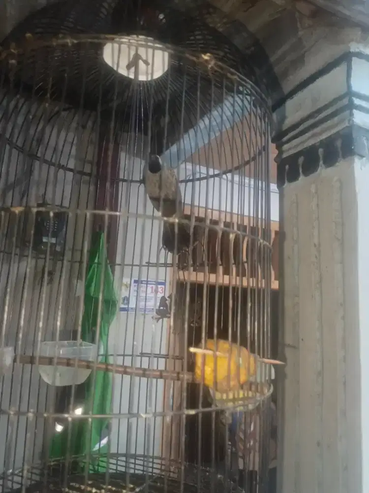 Kutilang dewasa + kandang