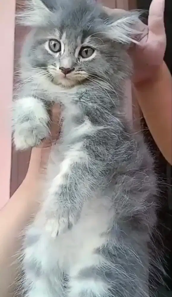 kucing kitten persia