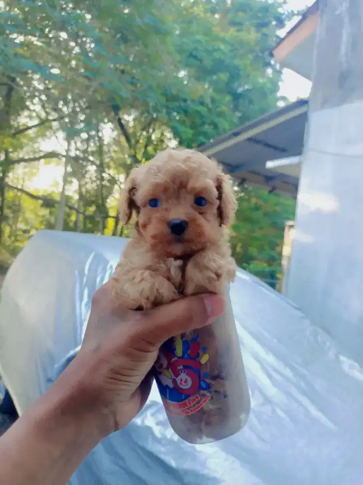 Anak anjing poodle