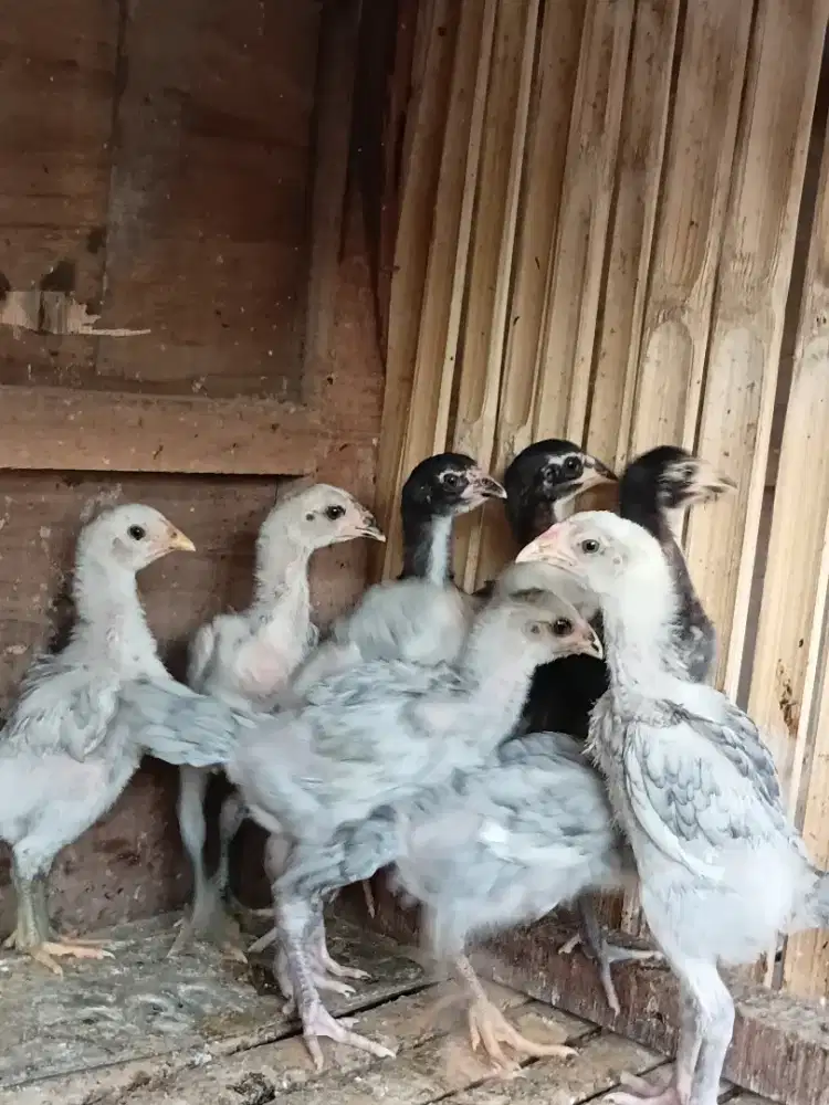 Ayam Kampung sehat