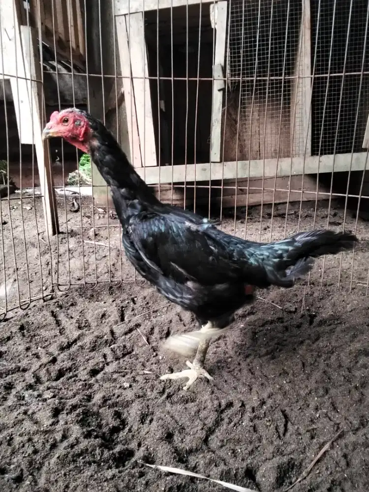 Ayam indukan pama pakoy