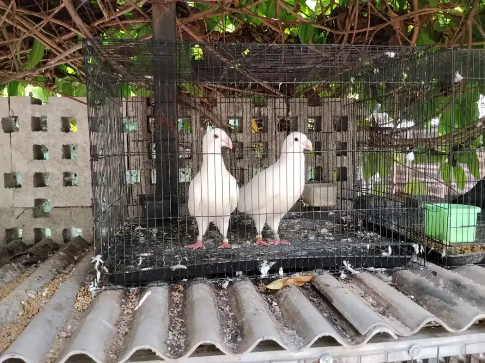 Ayam hutan sumbawa