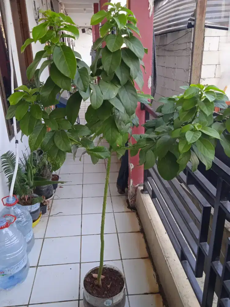 Jual tanaman alpukat