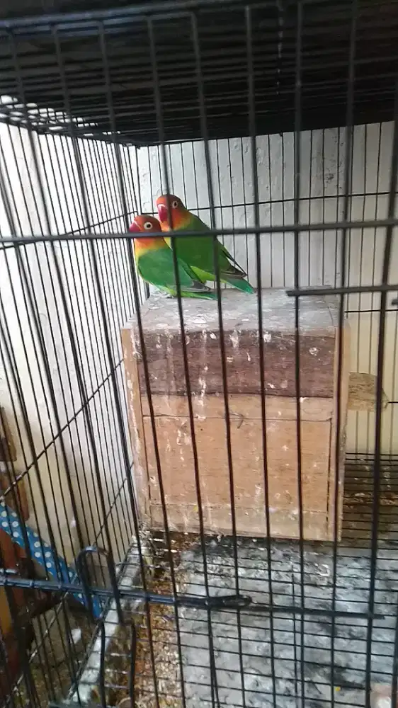 Sepasang lovebird sdh jodoh  burung umur dewasa full set