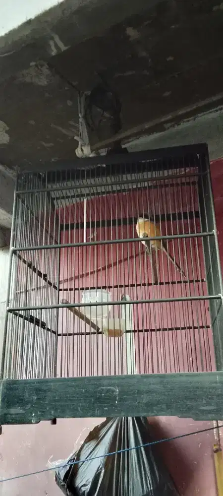 Pentet jabar dari anak rajin