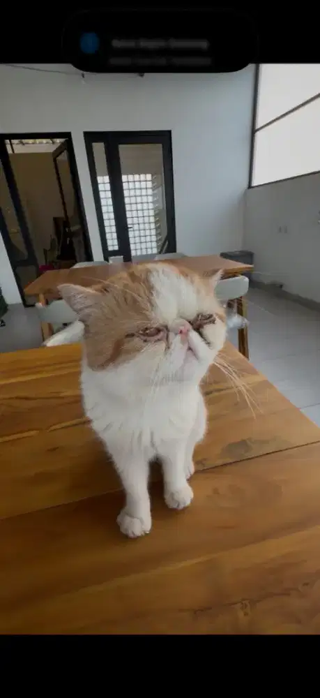 Kucing exotic jantan