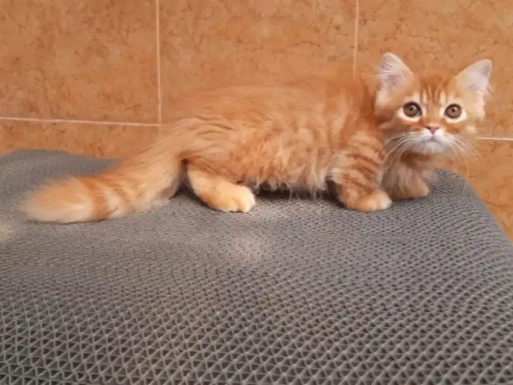 Kucing munchkin
