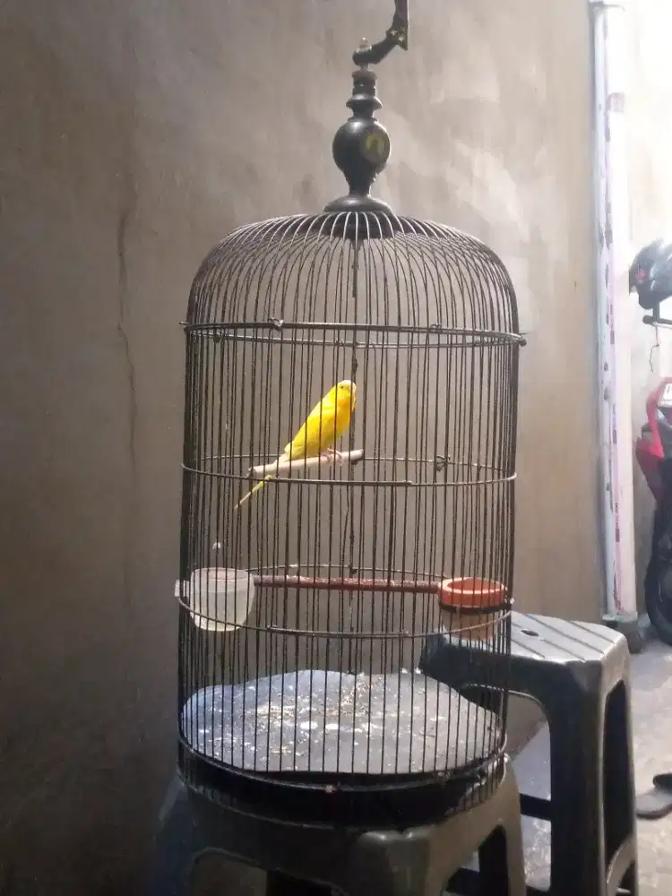burung parkit bon + kandang bulat lb