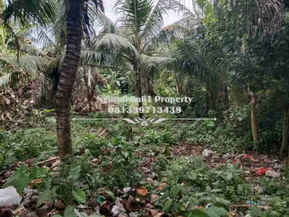 BUC Dijual Tanah Murah Luas 500 m2 Kawasan Villa di Lodtunduh Ubud