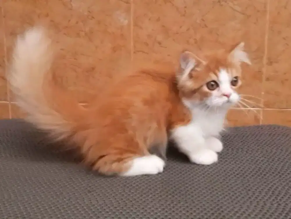 Kucing munchkin