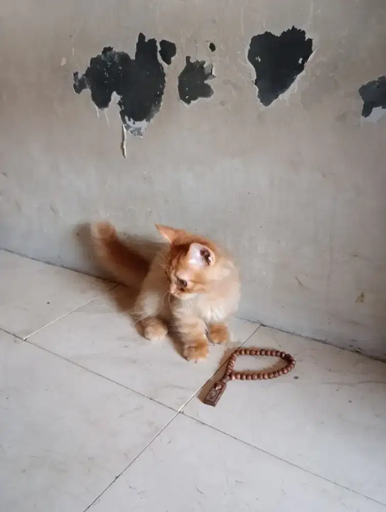 Kitten 3 bulan lucu
