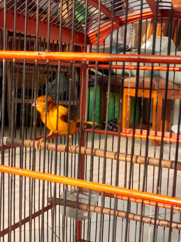 Jual burung kenari lokal bon kuning