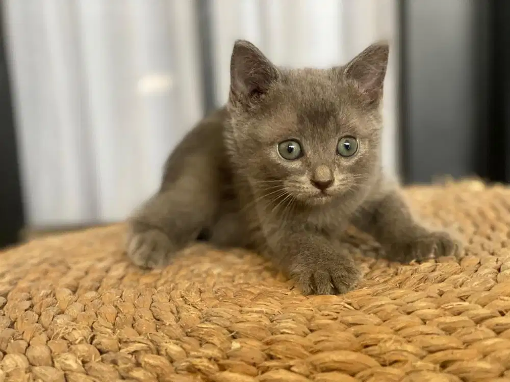 kucing Bsh mix persia