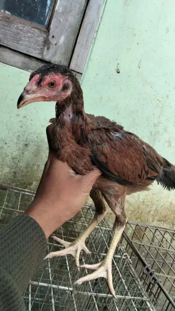 Ayam aduan pamangon