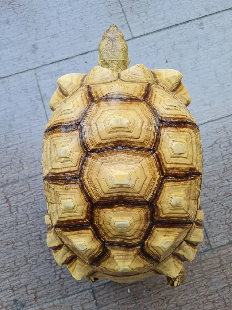 Kurakura Sulcata Betina