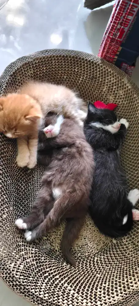 Kitten Persia cute